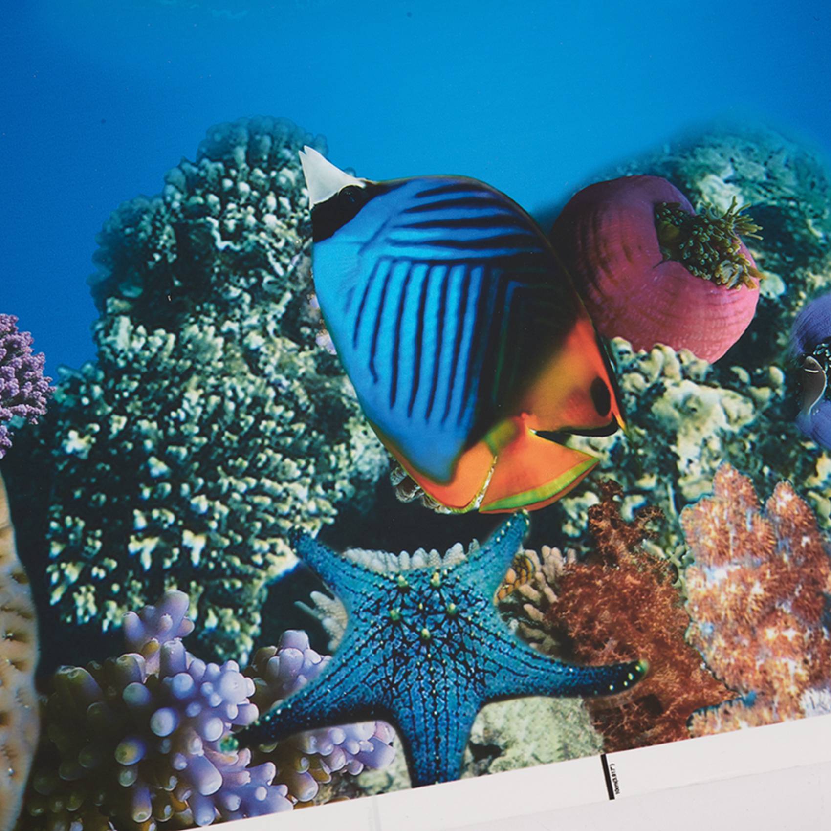 Fish In Aquarium Picture - A77I Aquarium Hintergrund Papier HD Bild