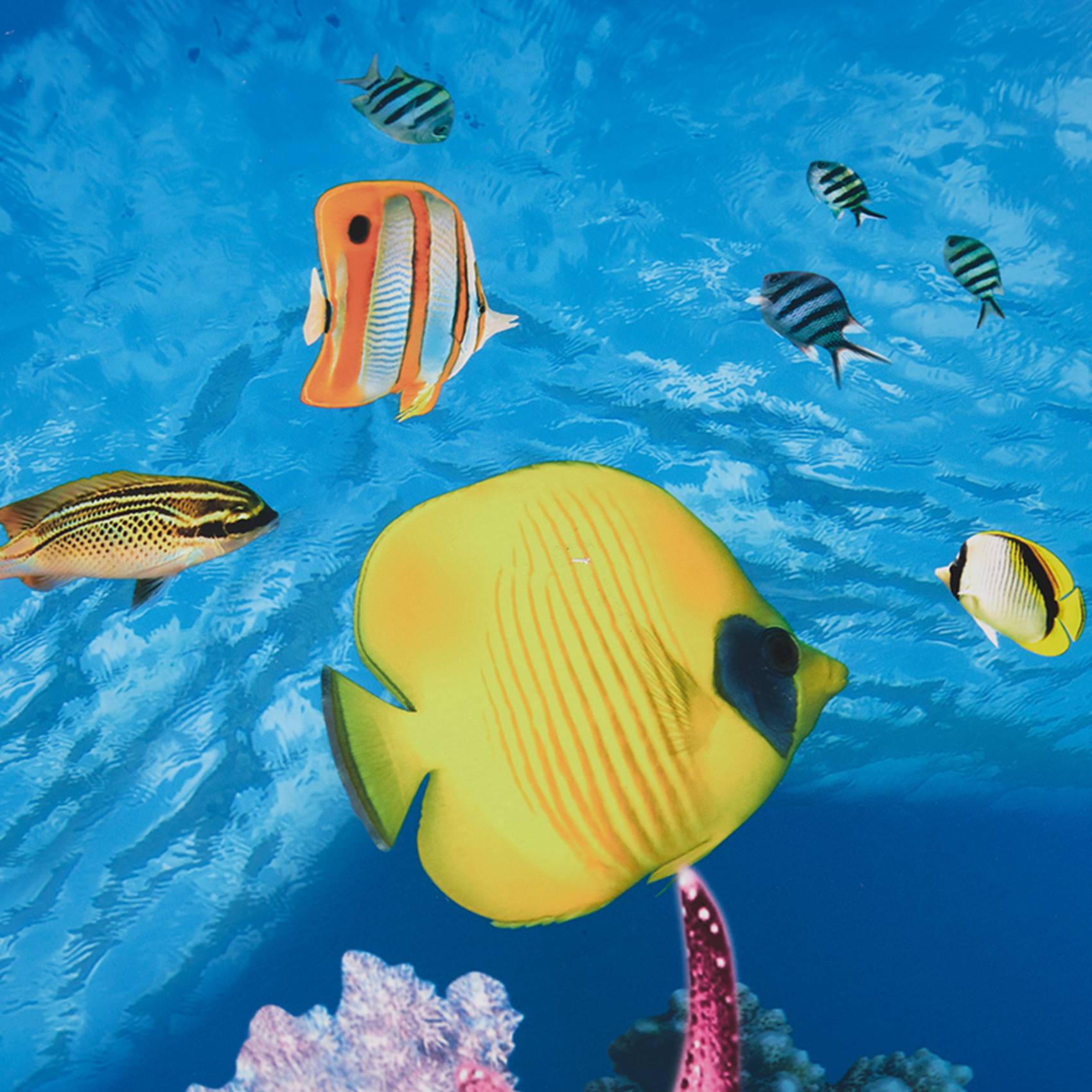 Fish In Aquarium Picture - BAAU Aquarium Hintergrund Papier HD Bild