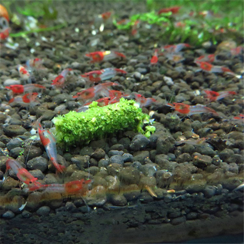 NEU 1 Beutel 35g Kristallrotes – Aquarium Fish Holiday Food Bewertung und Preis