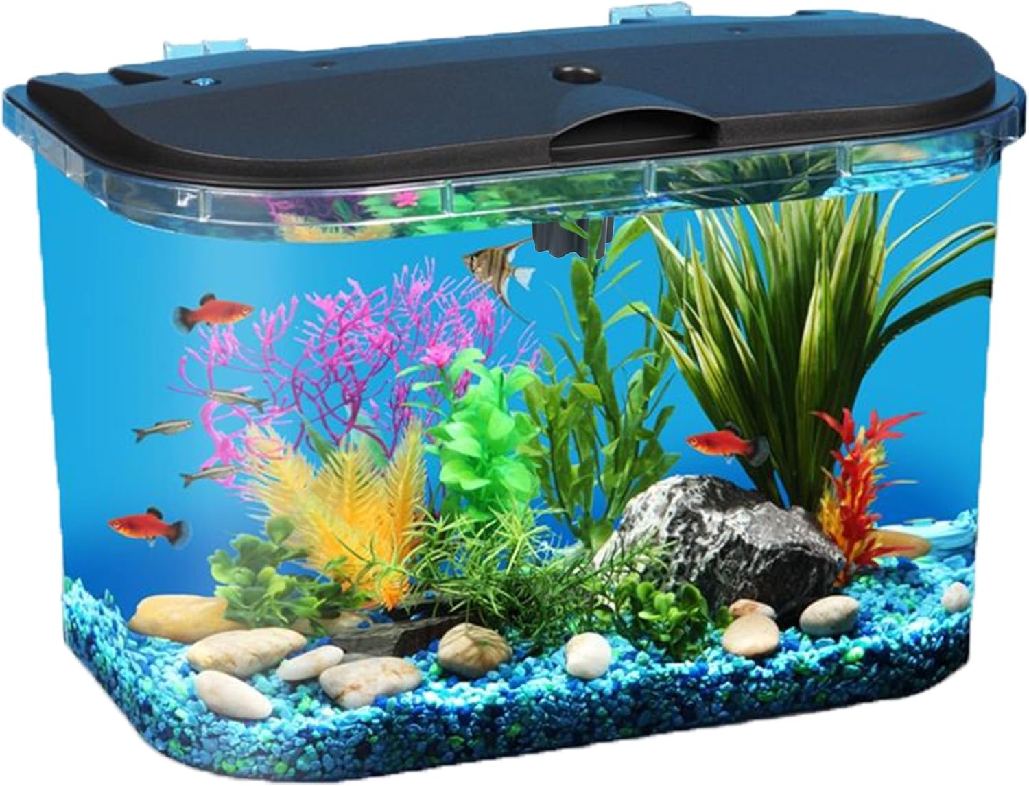 5-Gallonen-Aquarium-Set mit LE – Aquarium Fish Variety Bewertung und Preis